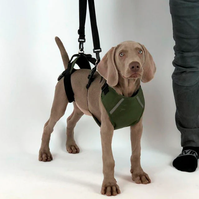 Arnés de Perro para Soporte en Cuerpo Entero | Por Tallas - Image 6