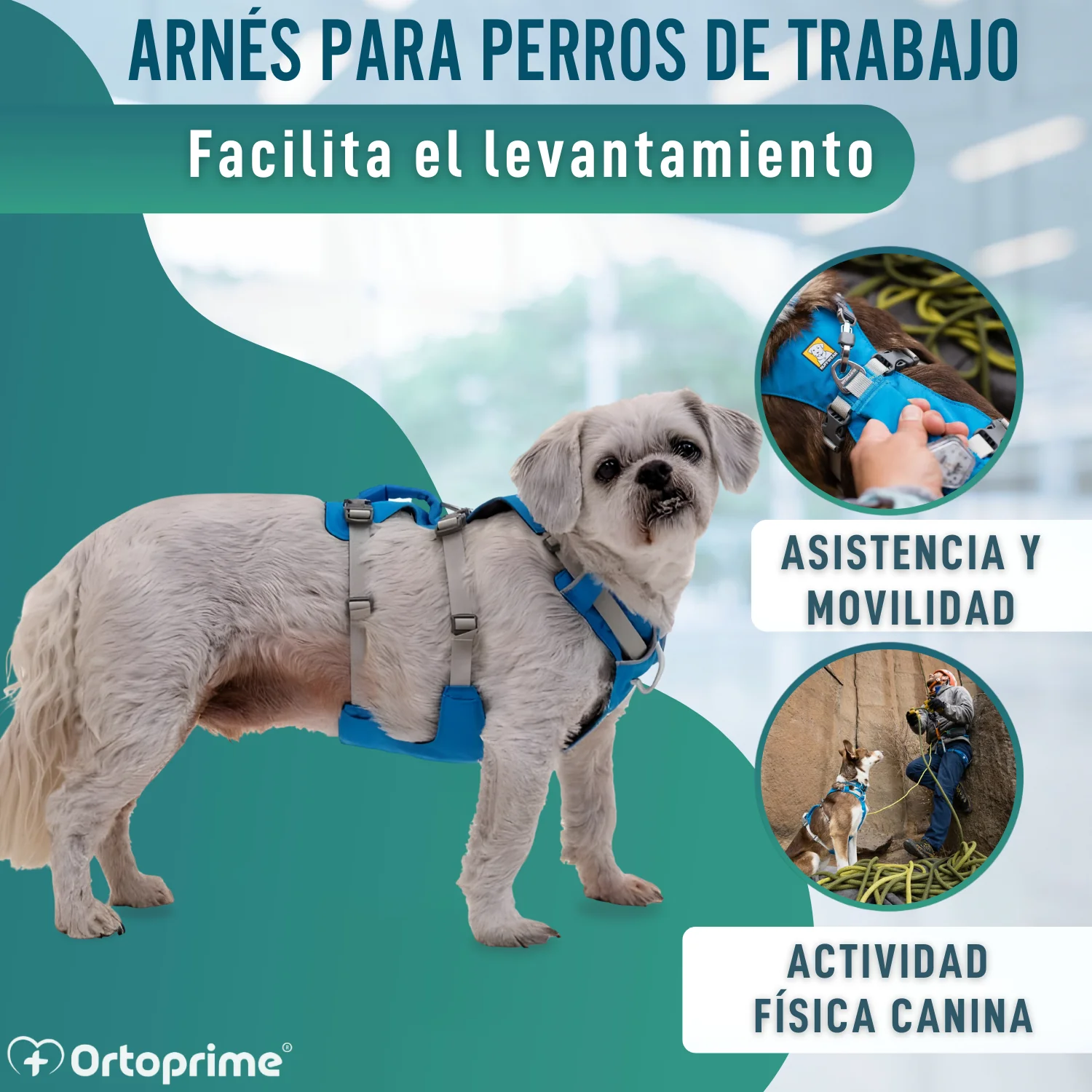 Arnés de Elevación Multiuso Canino | Estructura Resistente - Image 5
