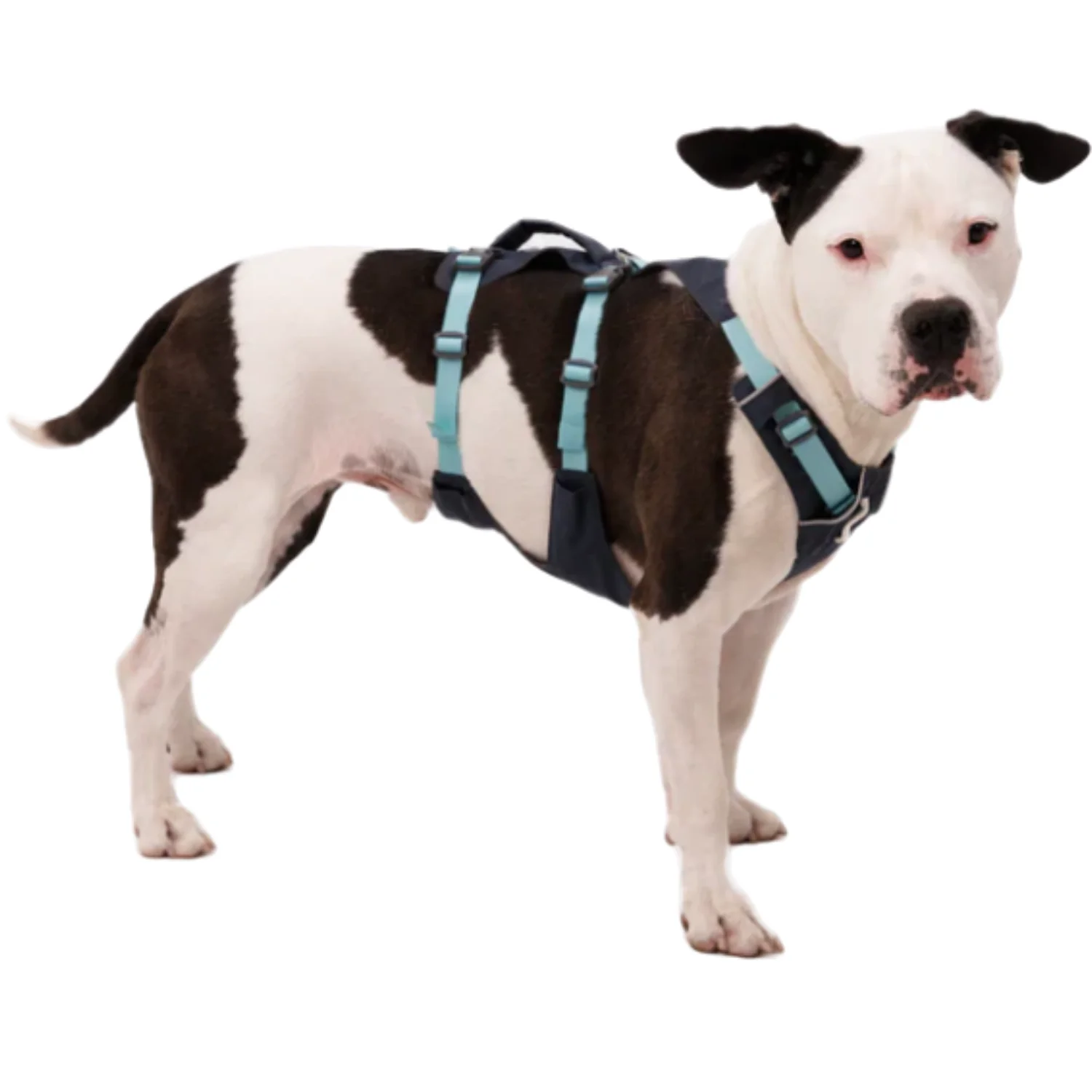Arnés de Elevación Multiuso Canino | Estructura Resistente - Image 6