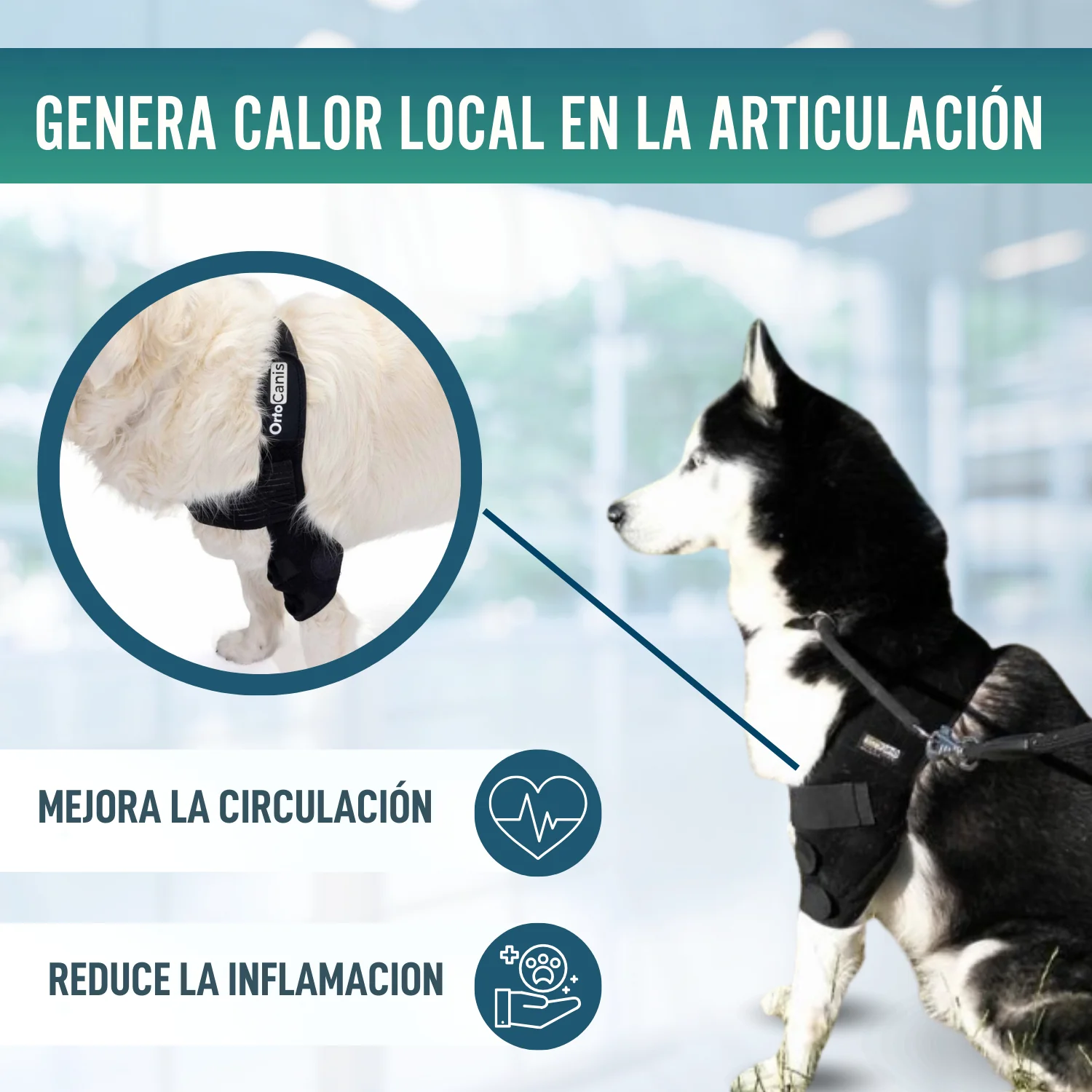 Órtesis de Codo para Perros con Artrosis Rehabilitación Canina - Image 6