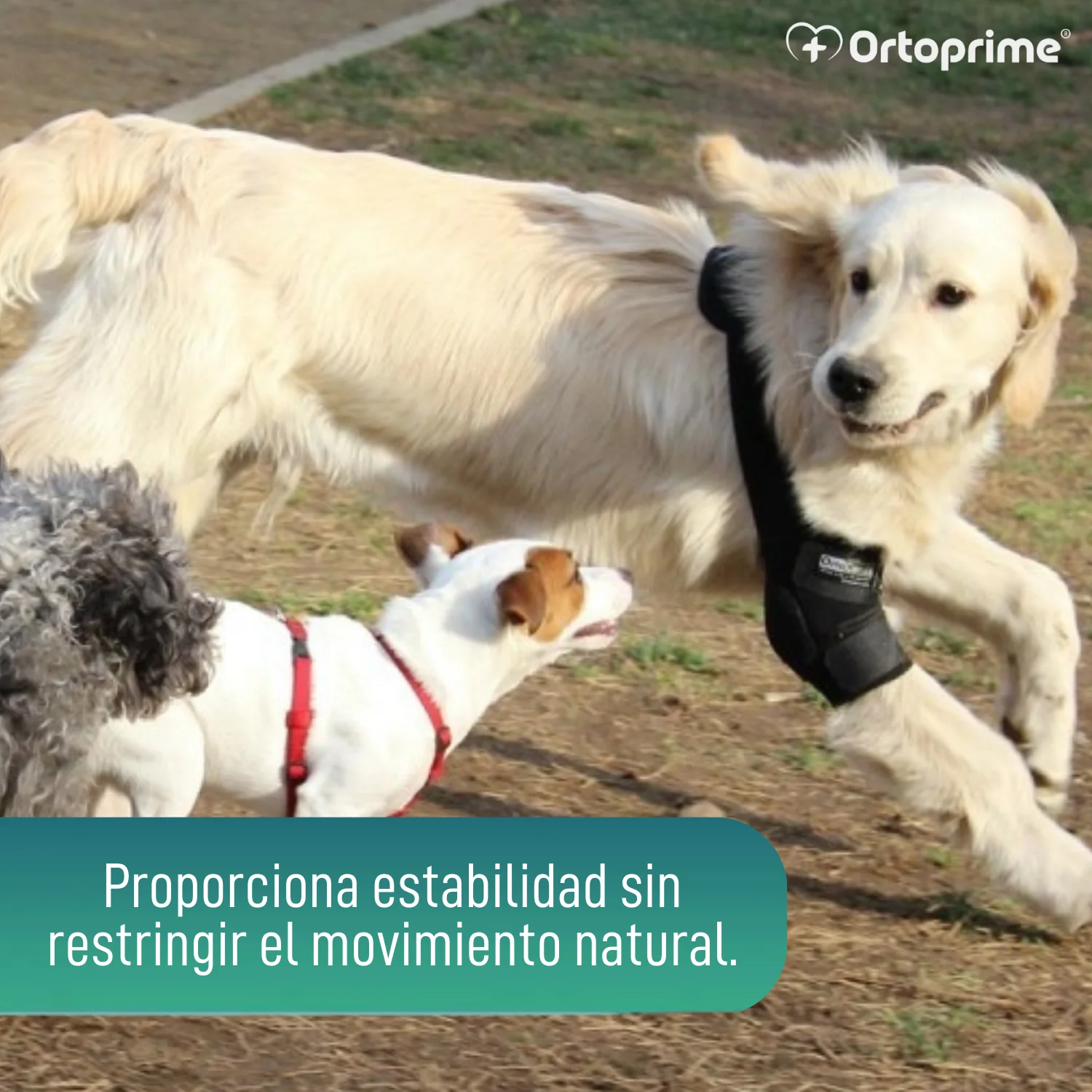 Órtesis de Codo para Perros con Artrosis Rehabilitación Canina - Image 7